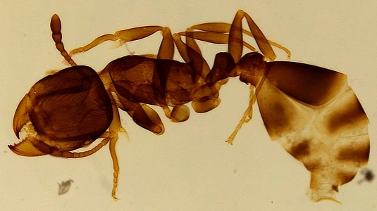 Ant